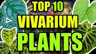 TOP 10 FAVORITE VIVARIUM PLANTS [upl. by Edik]