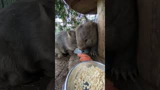 Cutest Wombat animals wombat pig awesomewildlife cute wildlifewonders pets worldofnaturetv [upl. by Suciram656]