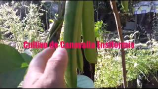 Cultivo de canavalia ensiformis [upl. by Fidellas]