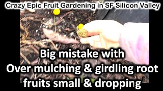 Over Mulching Mistakes amp Root Girdling Why Tree with Small Fruits amp Dropping Feb122024 [upl. by Gaul]