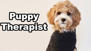 Therapist Puppy Olive  Talking Dog  Cavoodle [upl. by Ashjian]