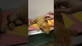 Final Update Cat has AIDS FIV  fiv aids cat tabby orangecat [upl. by Seta]