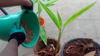 How to easily propagate Heliconia Psittacorum by division [upl. by Yatnoj]