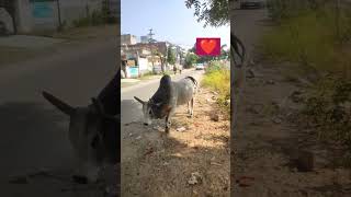 Dandii aa rahii he🤣😜 comedy funny sanjaycomedy diwaly24 dhanteras yuotubeshorts shortsshorts [upl. by Jerrine]