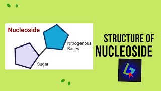 Structure of Nucleoside  Composition DNA Composition BASIC CONCEPT EASY to read Structure [upl. by Nyrmak]