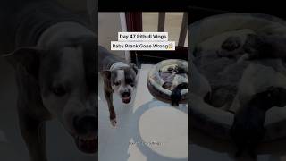 Baby prank gone wrong😱 apbt puppy [upl. by Anaert]