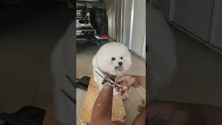 Grooming bichon [upl. by Erastatus]