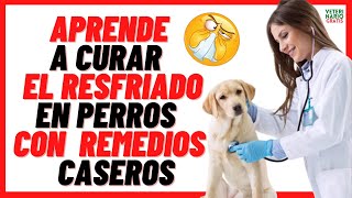 ✅ Mi Perro está RESFRIADO con GRIPE y tiene TOS ✅¿QUE REMEDIOS CASEROS PARA CURAR EL RESFRIADO [upl. by Rainah601]