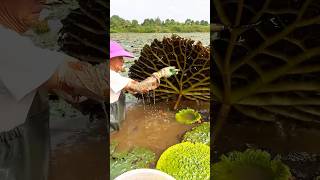 Beautiful natural Gorgon harvest Prickly water lily seeds short youtubeshorts [upl. by Adnirol15]