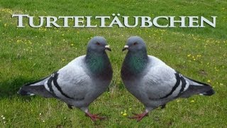 Turteltäubchen  Lied zur Goldenen Hochzeit  volkstümlicher Schlager als MP3 herunterladen [upl. by Tatianna]