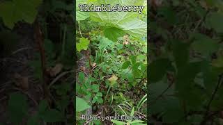 Thimbleberry  Identification Some Other Useful Info shorts foraging okanagan [upl. by Hnahym]