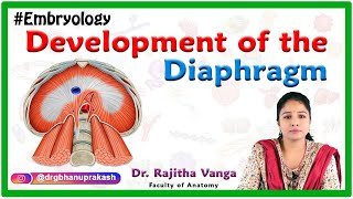 Development of the Diaphragm  Human Embryology [upl. by Tsirhc]