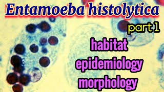 Entamoeba histolytica Habitat Epidemiology Morphology  Amoebiasis  Parasitology [upl. by Avat]