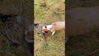 Pheasant hunt with copper [upl. by Nysa]