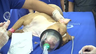 Cirugía cardiaca a una pitbull de 9 meses  Teleantioquia Noticias [upl. by Ethbun987]