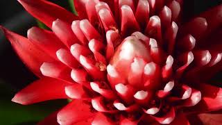 Guzmania Language of Flowers A Visual Symphony [upl. by Astrix158]