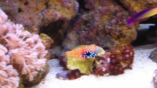 Macropharyngodon bipartitus  Peacock Leopard Wrasse [upl. by Adiela]