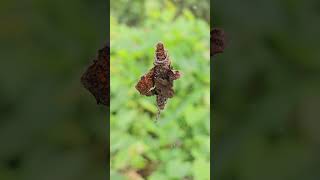 Bagworm climbing nature worms [upl. by Vite221]