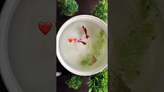 Betta fish breeding set upbetta fish tank bettafish betta ytshorts viralshort [upl. by Hatnamas]