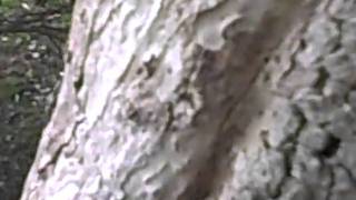 Dogwood with bark sloughing off and hole in trunk Part1 [upl. by Erastes592]