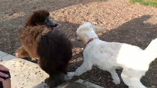 Poodle Play with Abbey and Pepper [upl. by Yarak445]