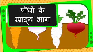 Science  Edible Parts of Plants  Hindi [upl. by Ailemrac666]