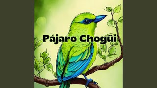 Pájaro Chogüi [upl. by Lumbard884]