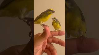 Tamed green singers on masters hand nature goldfinch birds viral love parrot wildlife egret [upl. by Anan]