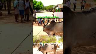 Mattu santhai nattu madukaljallikattu nattumadupannai [upl. by Assila]