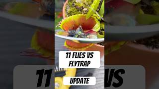 How Many Flies Can a Venus Flytrap Eat  Update [upl. by Kirat]