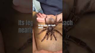 quotThe Goliath Birdeater World’s Largest Spiderquot [upl. by Mckee]