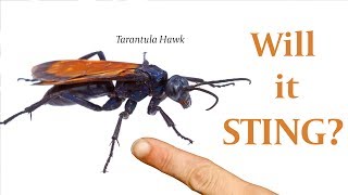 Are Tarantula Hawks Aggressive [upl. by Felizio476]