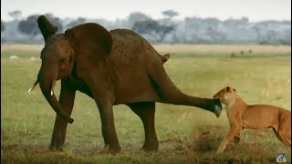 Tembo the elephant saves his baby brothers life  Serengeti  Narrated by John Boyega [upl. by Pederson]