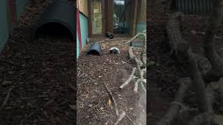 A skunk 🦨 💨… likes lyrics dailyshorts likes viral shorts nature views [upl. by Marielle754]