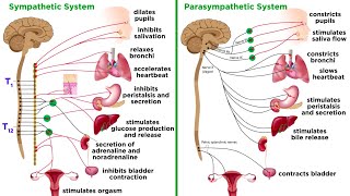 The Autonomic Nervous System Sympathetic and Parasympathetic Divisions [upl. by Calvinna]