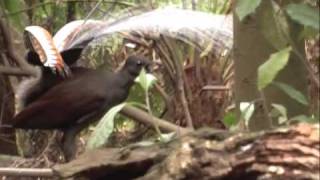 Lyrebird mimicking a kookaburra [upl. by Anaeda]