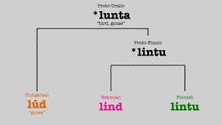 Uralic Languages Comparison Animals [upl. by Odnomra307]