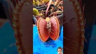 Why Do Plants Become Carnivorous 😱sorts animals  knowledge botany carnivorousplants shorts [upl. by Ahsiner]