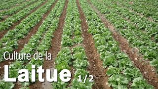 Astuces pour cultiver de la Laitue  12 [upl. by Drarej]