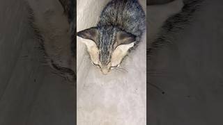 Tiny cat video  Please watch long and subscribepettalesofficialcat pettales kitten shorts [upl. by Ardnosak]