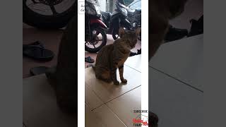 This cat asking for food shorts cat cats catlover catvideos kitten [upl. by Airam355]