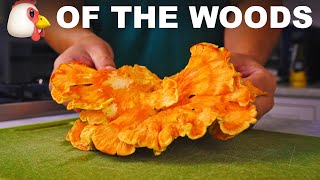 Edible shelf fungus chicken of the woods mushroom [upl. by Fielding142]