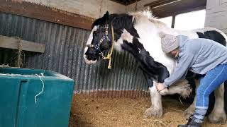 left foreleg protraction and retraction stretch [upl. by Bartholomeo]