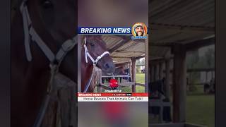 Can Animals Really Talk Horse Exposes The Truth RxCKSTxR Comedy Voiceover [upl. by Thalassa]