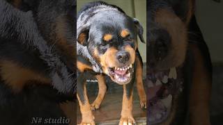 angry Rottweiler barking rottweiler angrydog barking viral angrydog cutepet pets dogsound [upl. by Farwell149]