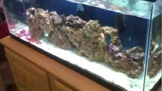 30 Gallon saltwater aquarium update New Bicolor Angelfish [upl. by Engel]