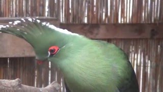 Schalows Turaco [upl. by Eldwin385]