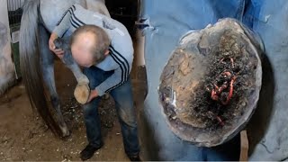 The Dirtiest Hooves Ive Ever Seen – Watch the Satisfying CleanUp [upl. by Nialb]