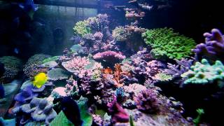 Side View 300g Reef [upl. by Adlee23]