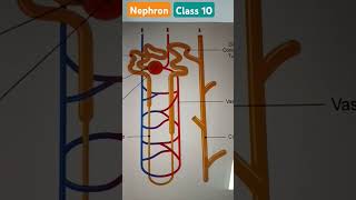 Class 10 Nephron Kidney [upl. by Doroteya724]